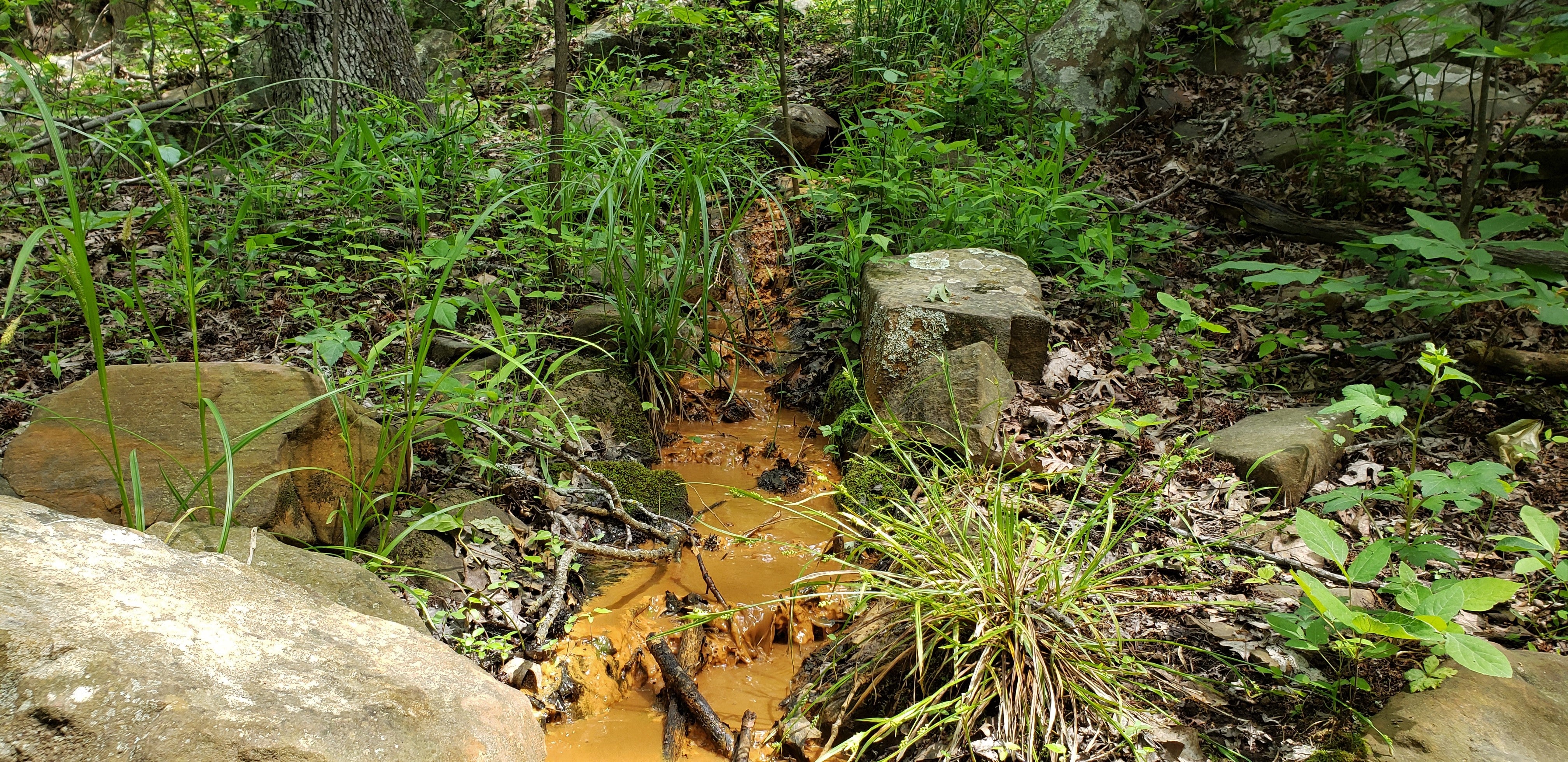 An iron spring with reddish-orange water coming from the ground, with green plant life and trees surrounding it